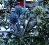DSC00111 - 2010-07-17 - blaue edeldistel.webp