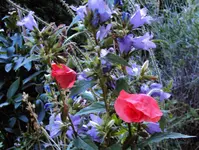 DSC00112 - 2010-07-17 - mohn - glockenblume.webp