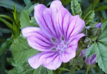 DSC00114 - 2010-07-17 - malve.webp