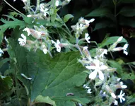 DSC00115 - 2010-07-17 - lichtnelken.webp