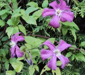 DSC00116 - 2010-07-17 - clematis.webp
