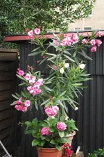Garten 019.webp