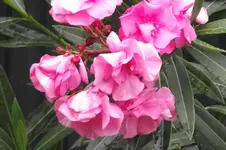 Garten 024.webp