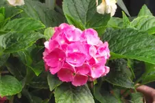 Garten 026.webp