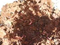 Garten 037.webp