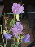 Garten 040.webp