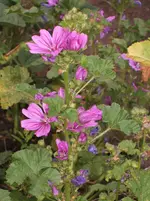 Garten 042.webp