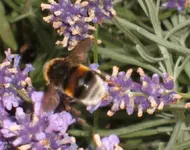 Garten 045.webp