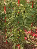 Garten 052.webp