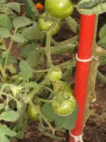 Garten 053.webp