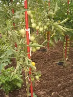 Garten 054.webp