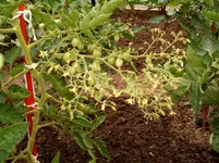 Garten 057.webp