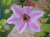 Garten 058.webp