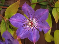 Garten 059.webp