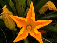 Garten 061.webp