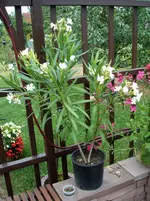 Garten 065.webp
