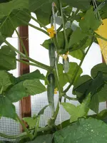 Garten 067.webp