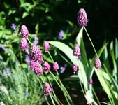 Allium fast verblüht.webp