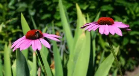 roter Sonnenhut2.webp