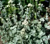 Silberstrohblume.webp