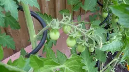 K640_17.Juli 2010 053.webp