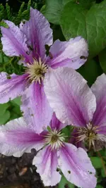 K640_17.Juli 2010 018.webp