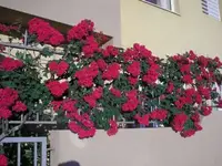 01.11.09 004-400.webp