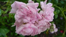 K640_17.Juli 2010 022.webp