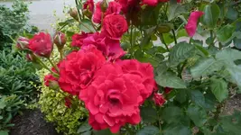 K640_17.Juli 2010 024.webp