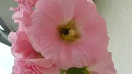 K640_17.Juli 2010 027.webp