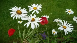 K640_17.Juli 2010 028.webp