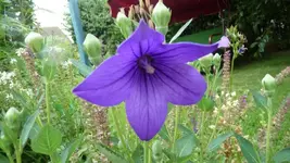 K640_17.Juli 2010 029.webp