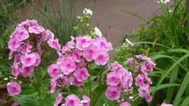 K640_17.Juli 2010 043.webp