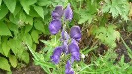 K640_17.Juli 2010 044.webp