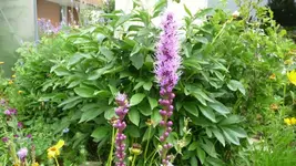 K640_17.Juli 2010 036.webp