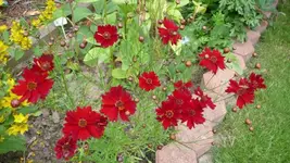 K640_17.Juli 2010 047.webp