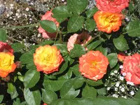 IMG_9813.webp
