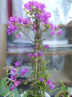 IMGP2894.webp