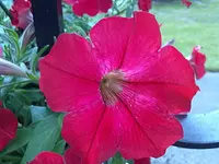 petunien1.webp