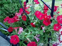 petunien2.webp