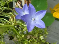 Campanula isophylla.webp