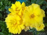 rose_goldmarie2.webp