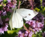 weisser_schmetterling2.webp