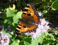 brauner_schmetterling.webp
