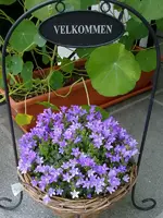 Campanulaceae.webp