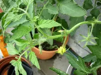Durchwachser_Frühtomate.webp