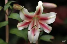 blog_0716-Lavon.webp