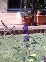 Sommerflieder 18.07.2010 002.webp