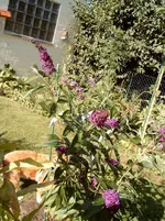 Sommerflieder 18.07.2010 004.webp