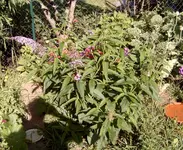 Sommerflieder 18.07.2010 006.webp